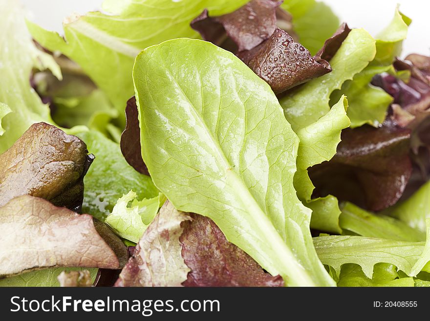 A fresh green salad against a white background