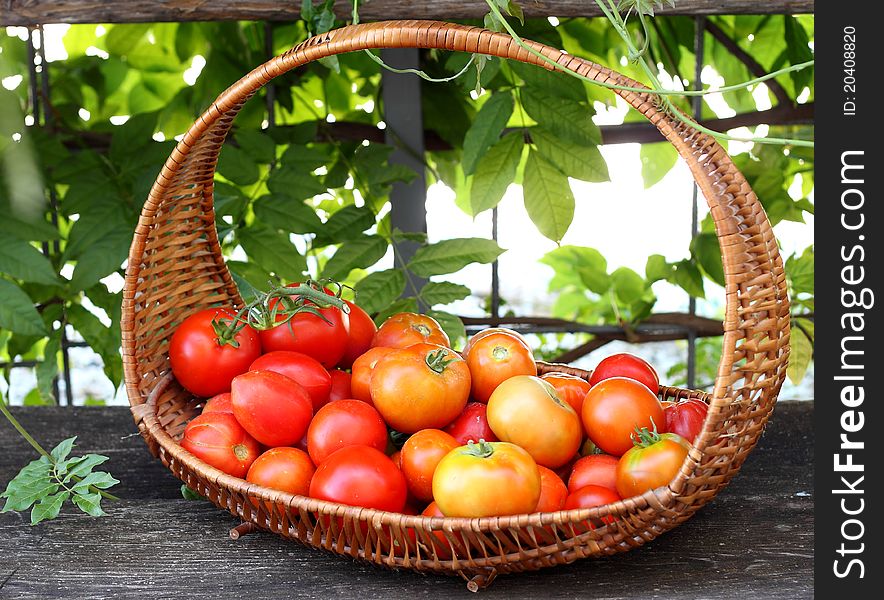 Fresh delicious red tomatoes from garden. Fresh delicious red tomatoes from garden