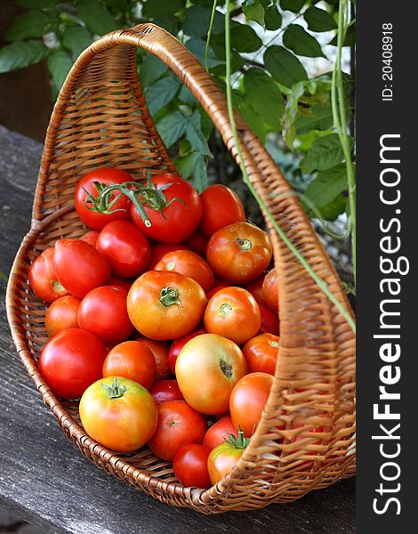 Fresh delicious red tomatoes from garden. Fresh delicious red tomatoes from garden