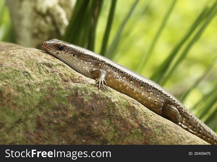 A skink, oblivious to the risks around her, enjoys sunbathing on a rock.