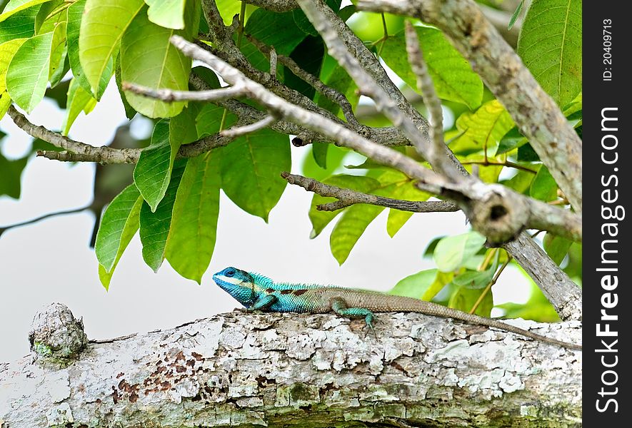 Nature chameleon on the tree. Nature chameleon on the tree