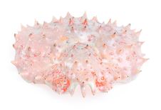 Shell King Crab Royalty Free Stock Photography