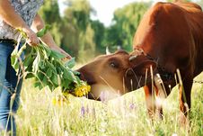 Girl Feeding A Cow Royalty Free Stock Images