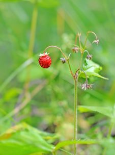 Strawberries Stock Photos