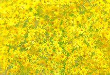 Texture Of Yellow Flowers. Royalty Free Stock Photo Texture Of Yellow Flowers. Royalty Free Stock Photo