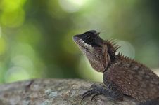Lizard Stock Image Lizard Stock Image