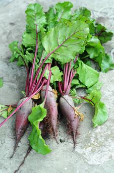 Beet Royalty Free Stock Photos Beet Royalty Free Stock Photos