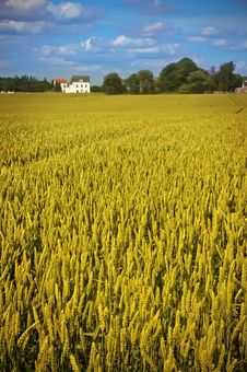 Agriculture Landscape Royalty Free Stock Photo Agriculture Landscape Royalty Free Stock Photo