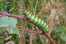 Saturnia Pavonia Linnaeus Stock Photos Saturnia Pavonia Linnaeus Stock Photos