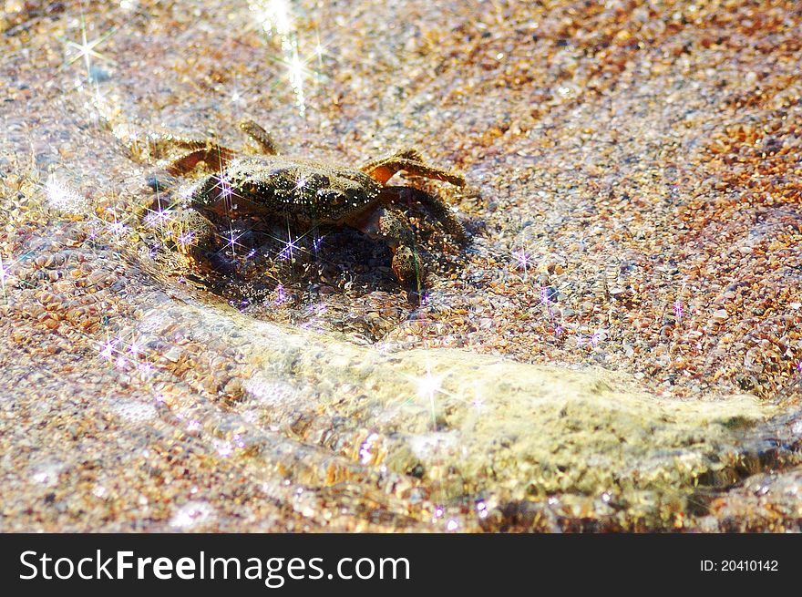 Shore sand and crab in the water.