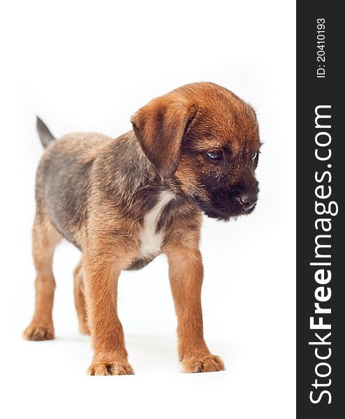 Border terrier puppy stands calmly (white background)