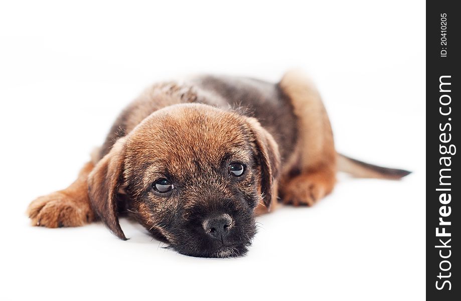 Border terrier puppy looks sadly (white background)