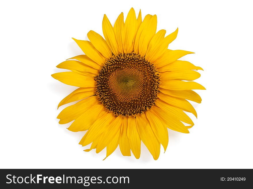 Sunflower isolated on a white
