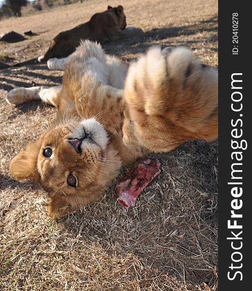 Young lion stretching in south africa. Young lion stretching in south africa