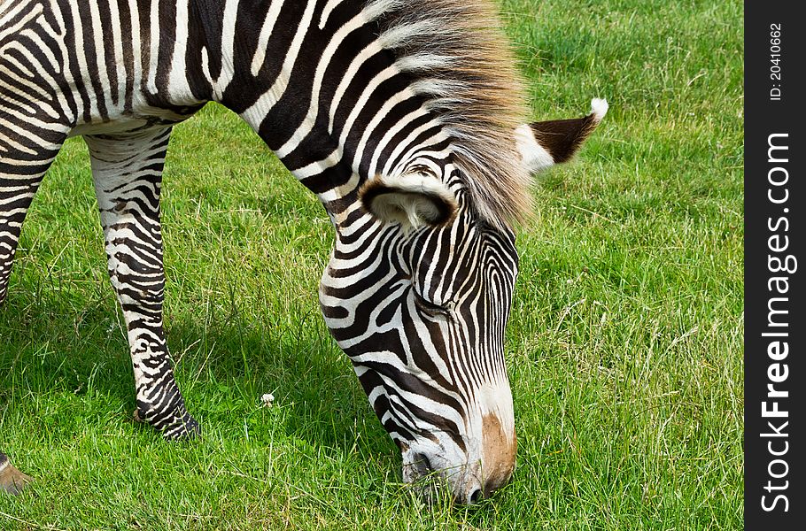 Zebra standing eating lush grass