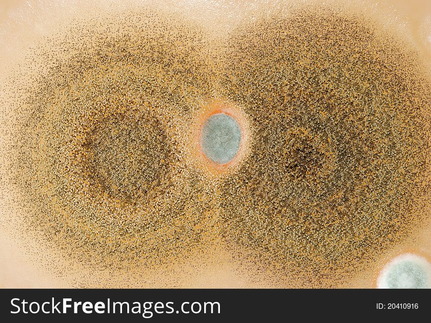 Macro mold colonies growing on an agar plates.