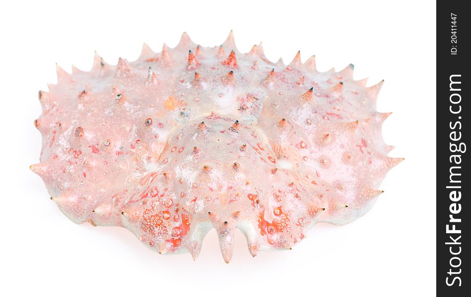 Shell king crab isolated on the white background