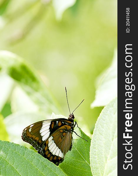 Macro image of a White Admiral Butterfly, scientific name - Limenitis arthemis. This sub-species is native to North America with a range that includes much of Canada and some northern U.S. states. Macro image of a White Admiral Butterfly, scientific name - Limenitis arthemis. This sub-species is native to North America with a range that includes much of Canada and some northern U.S. states.