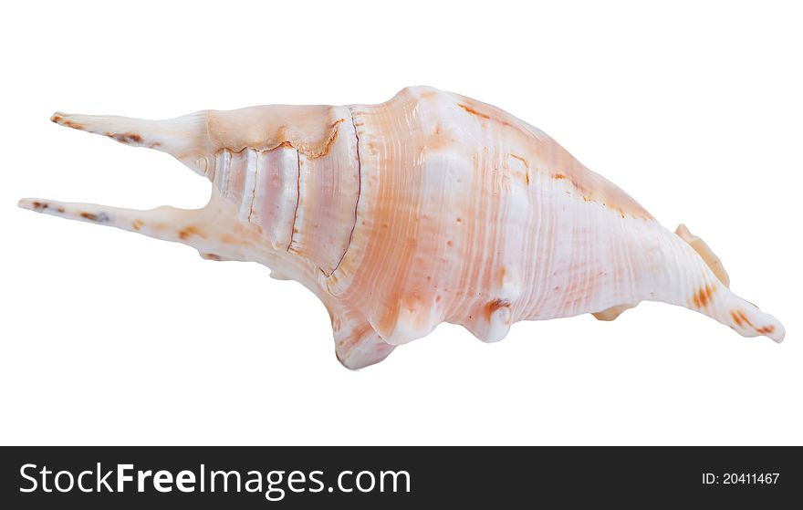 Shell isolated on the white background