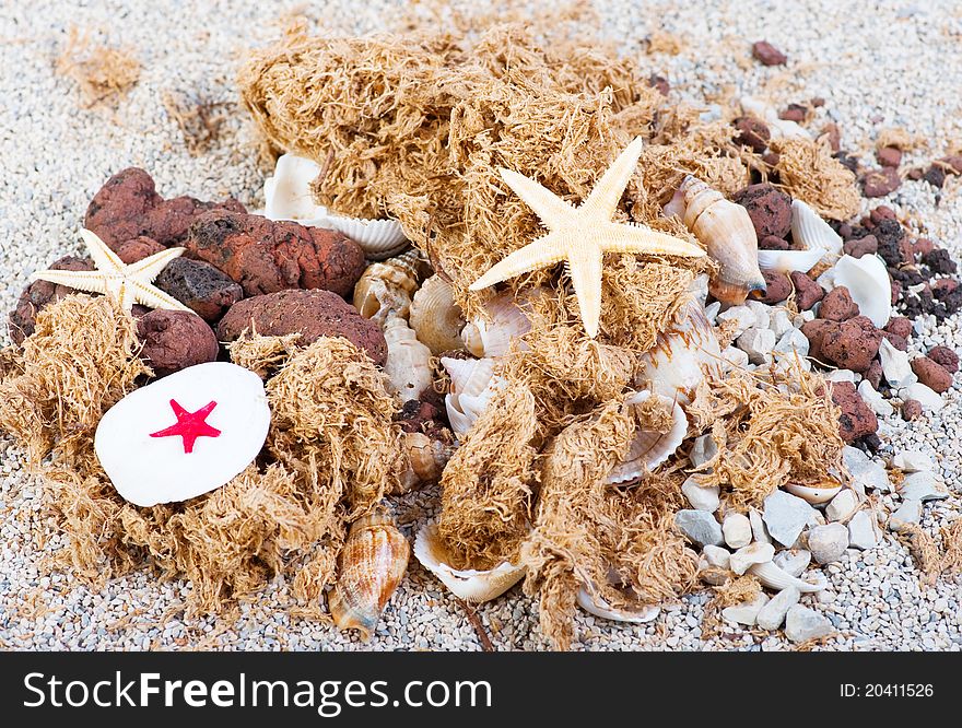 The group of marine life of the sand