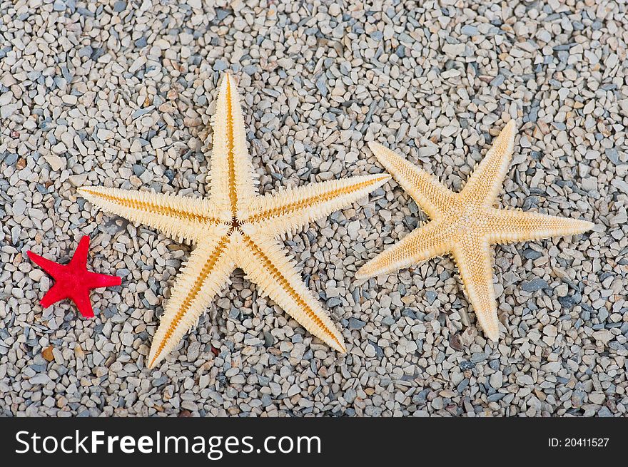 Starfish on the sand background. Starfish on the sand background
