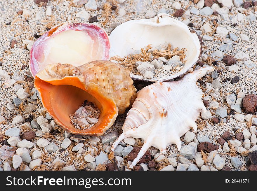 The group of marine life of the sand