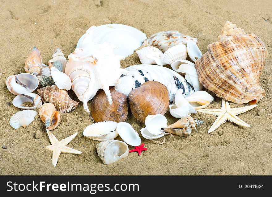 The group of marine life of the sand