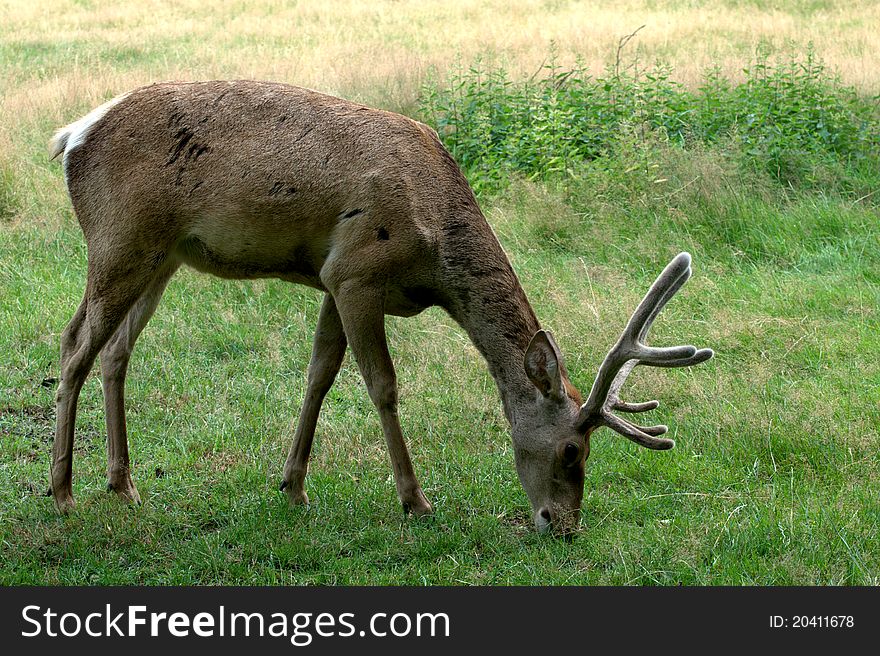 A young male deer (buck) sits in the grass. A young male deer (buck) sits in the grass.