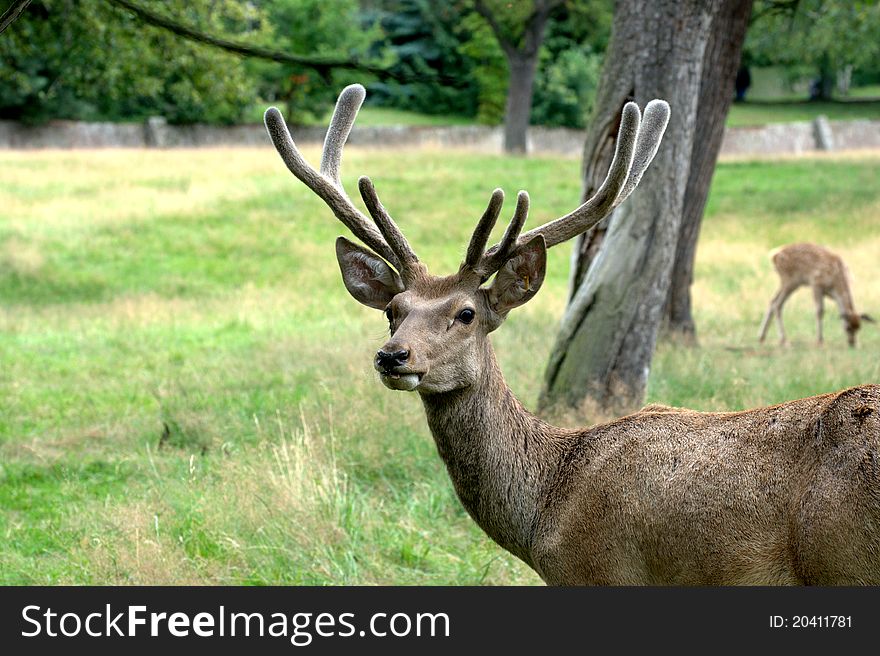 A young male deer (buck) sits in the grass. A young male deer (buck) sits in the grass.