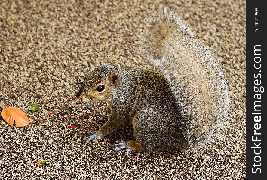 Little squirrel is sitting on the brown carpet.