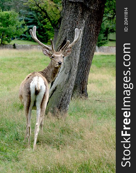 A young male deer (buck) sits in the grass. A young male deer (buck) sits in the grass.