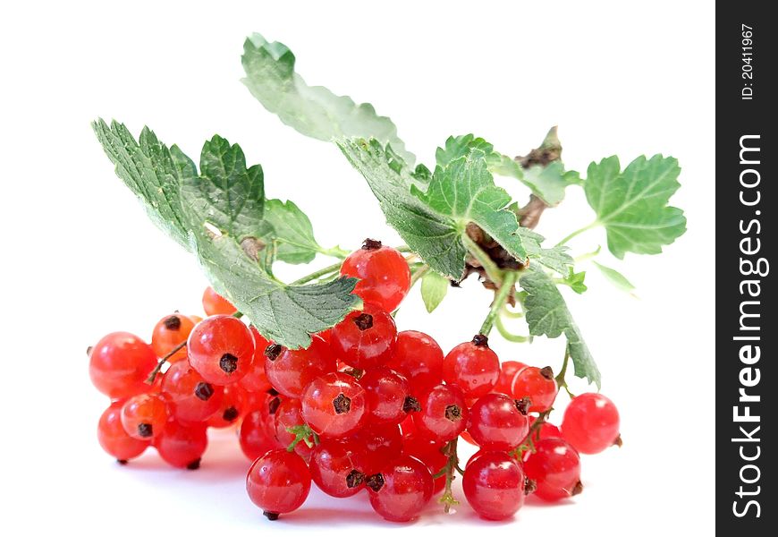 Small bunch of fresh red currants with leaves and small part of twig. Small bunch of fresh red currants with leaves and small part of twig