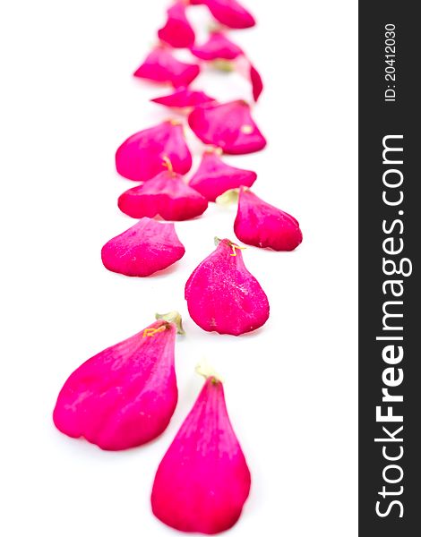Red flower petals isolated on white background. Red flower petals isolated on white background
