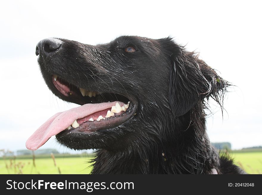 The head of a black dog, a flatcoated retriever. The head of a black dog, a flatcoated retriever