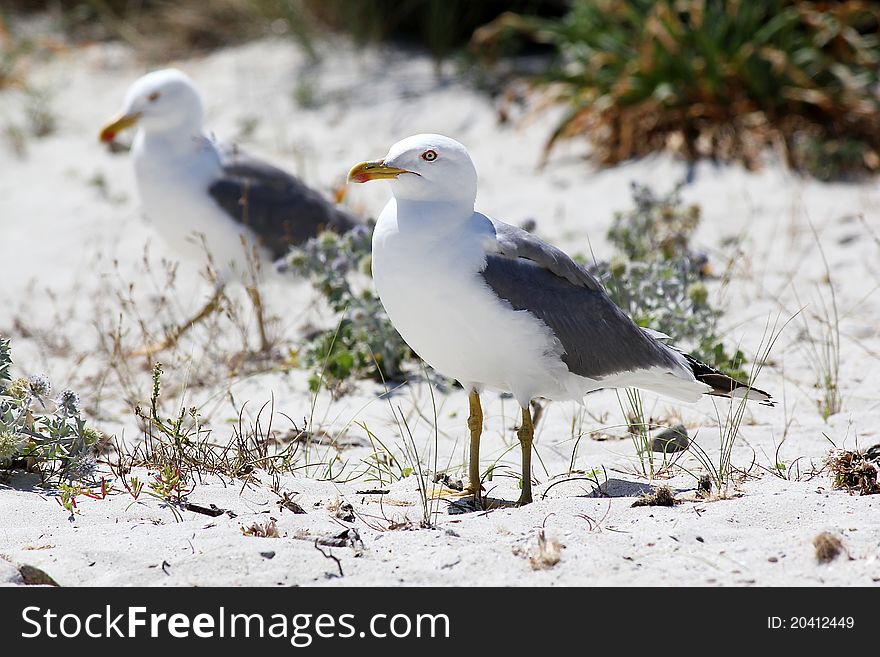 Seagull on the Sardinia beach. Seagull on the Sardinia beach