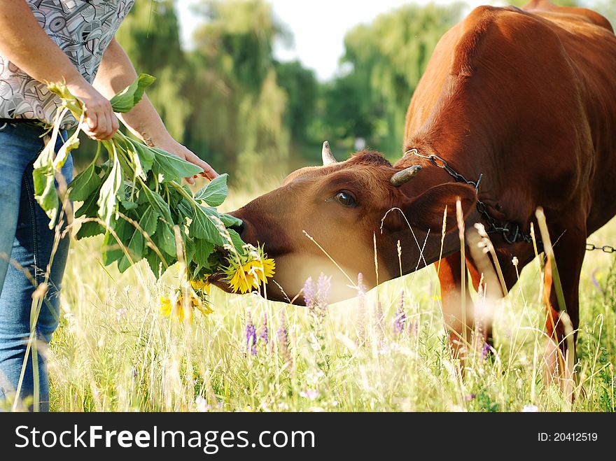 Girl feeding a cow in the meadow with dandelions