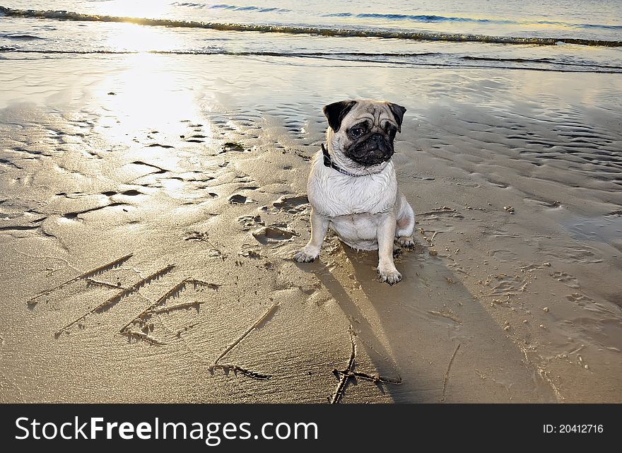 Dog pug on sea sand