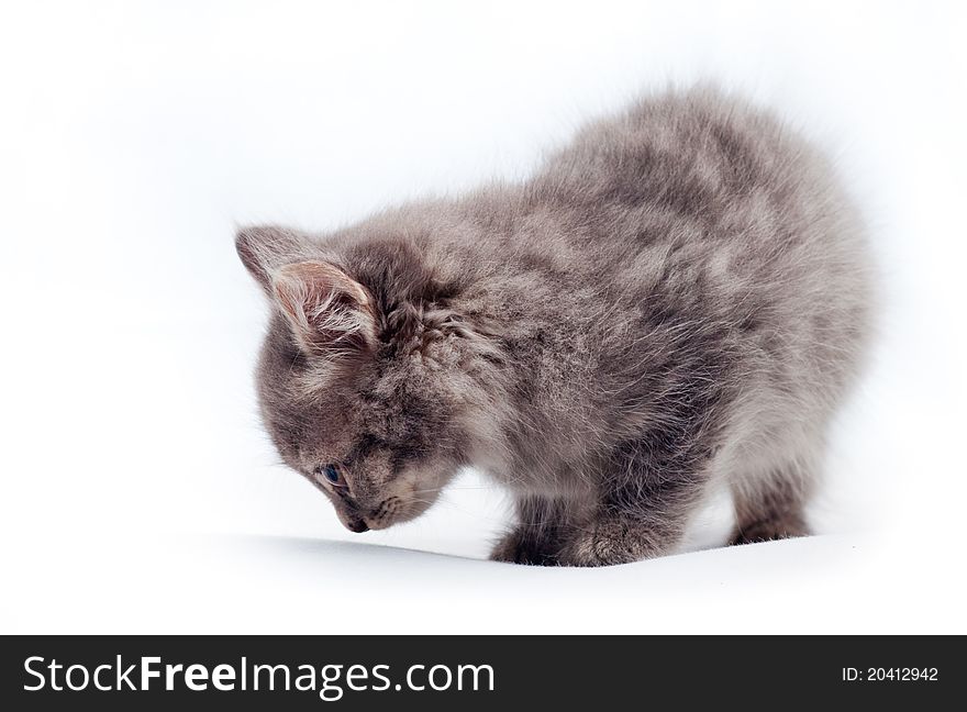 Little kitten on white background