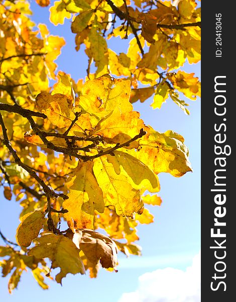 Autumn oak leaves against blue sky