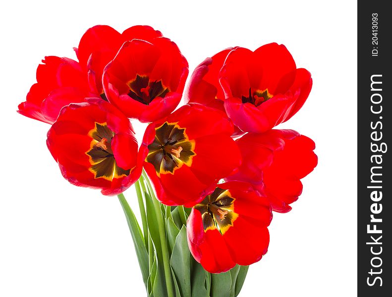 Close-up red tulips bouquet, isolated on white