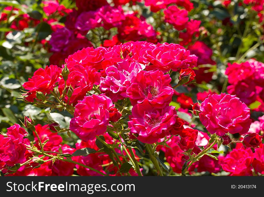 Bush Of Pink Roses