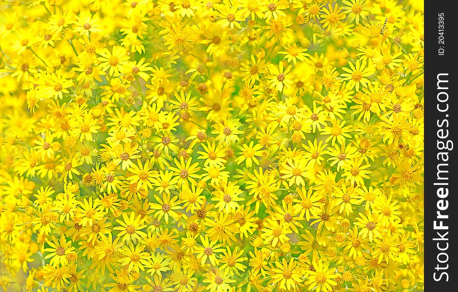 Texture of yellow flowers.