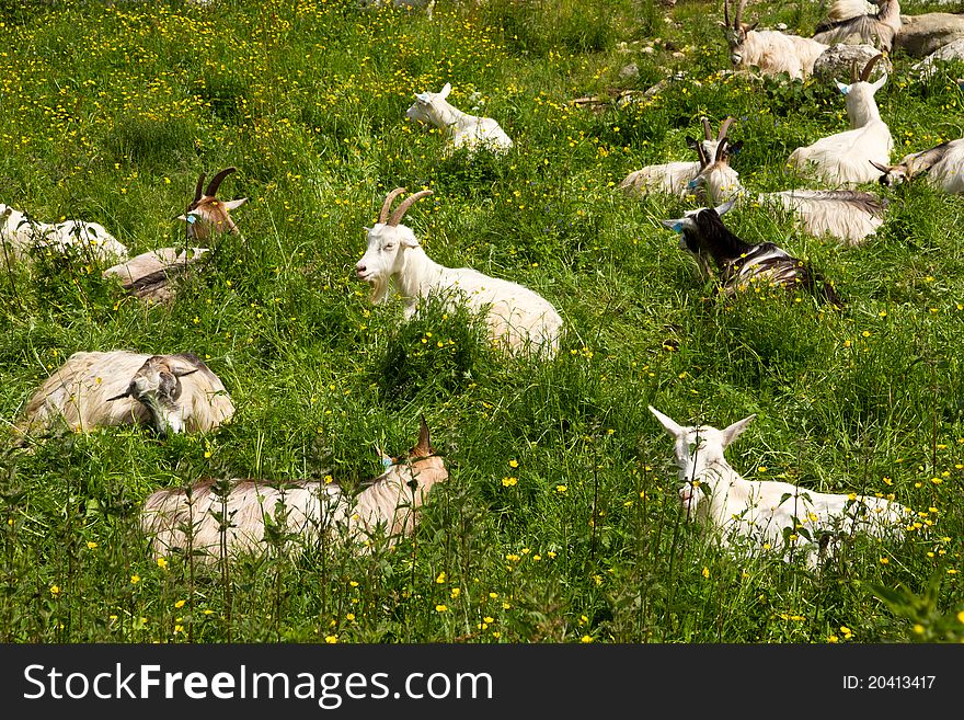 Some capricorns lying on a green meadow. Some capricorns lying on a green meadow