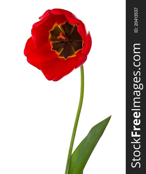 Close-up red tulip, isolated on white