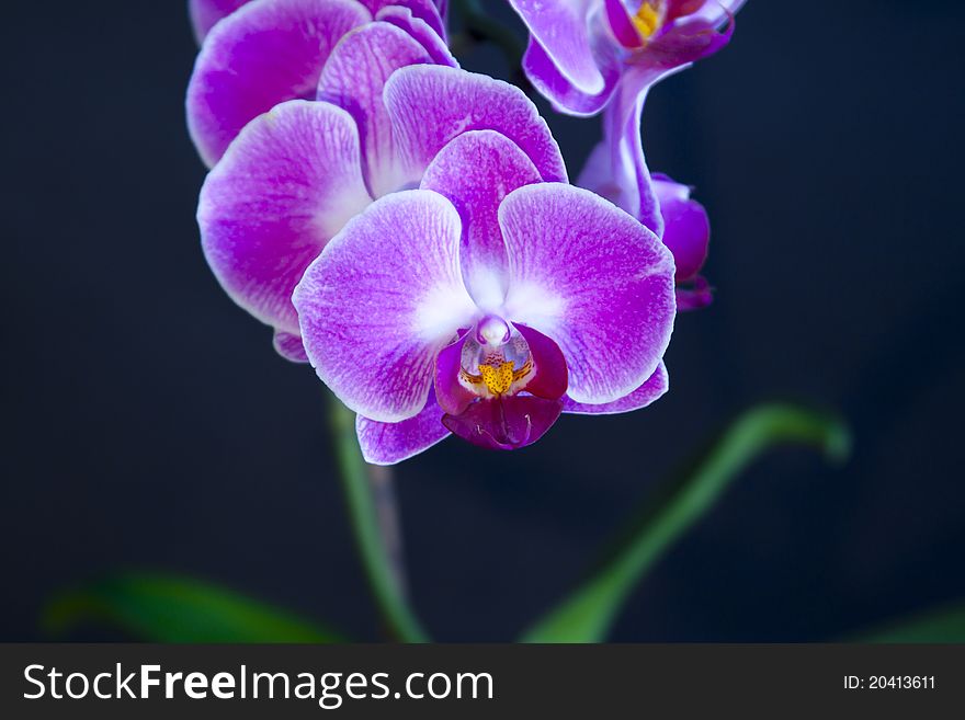 Beautiful pink orchid on dark background