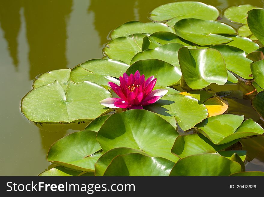 Pink water lily in pond