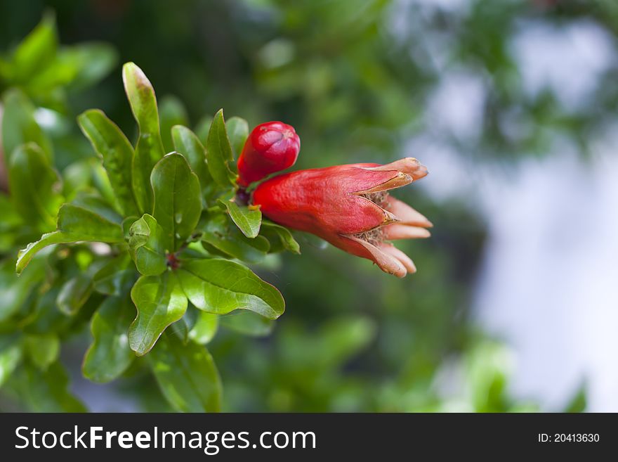 Young Pomegranate Fruit