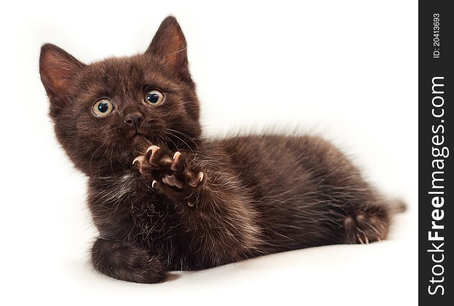 Little kitten on white