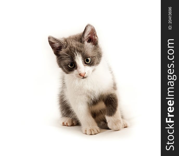 Little kitten on white background