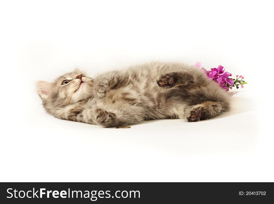 Little kitten on white background